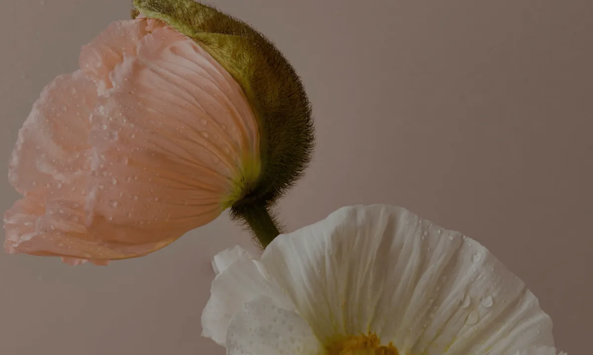 Wild and Beautiful Natural Aesthetics